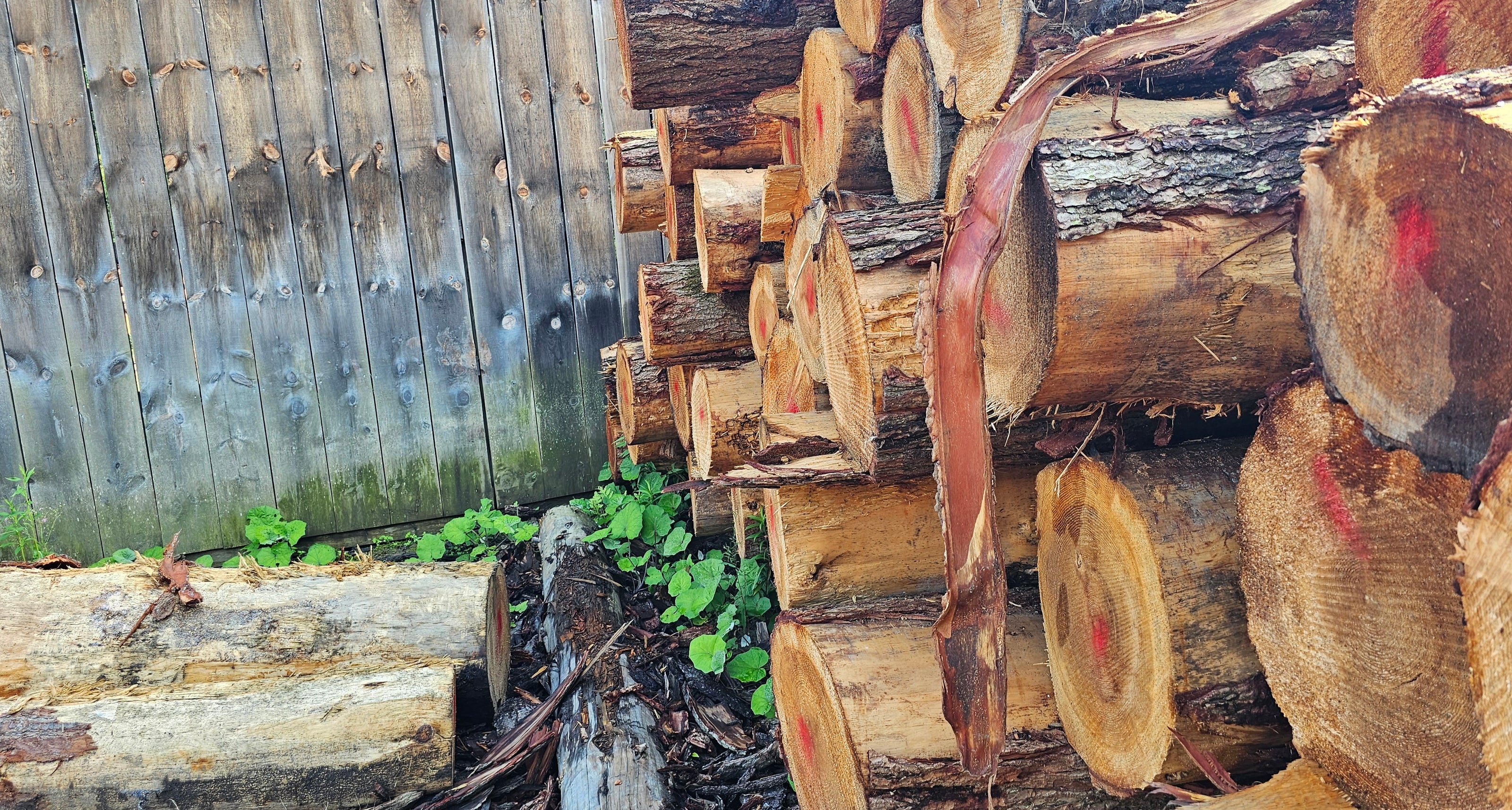 Log Pile outside of Pendell Sawmill